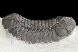 Bargain, Austerops Trilobite - Morocco #67677-5